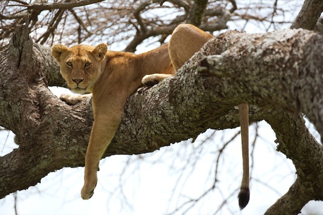 Lionne parc Serengeti